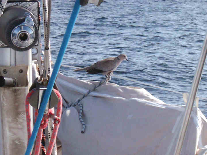 Segeln08_16